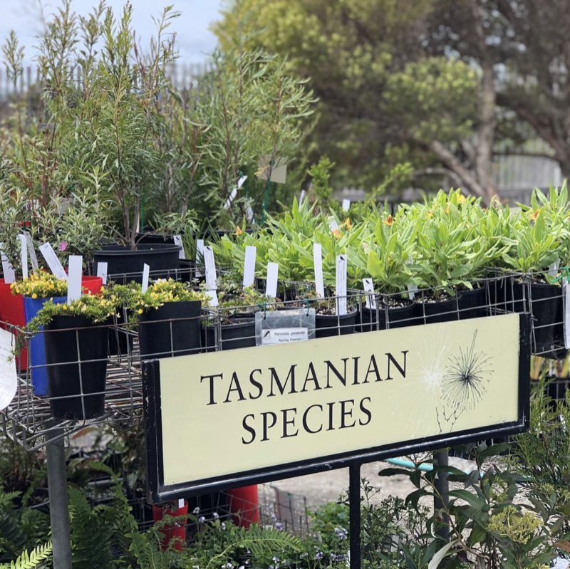 Tasmanian native species