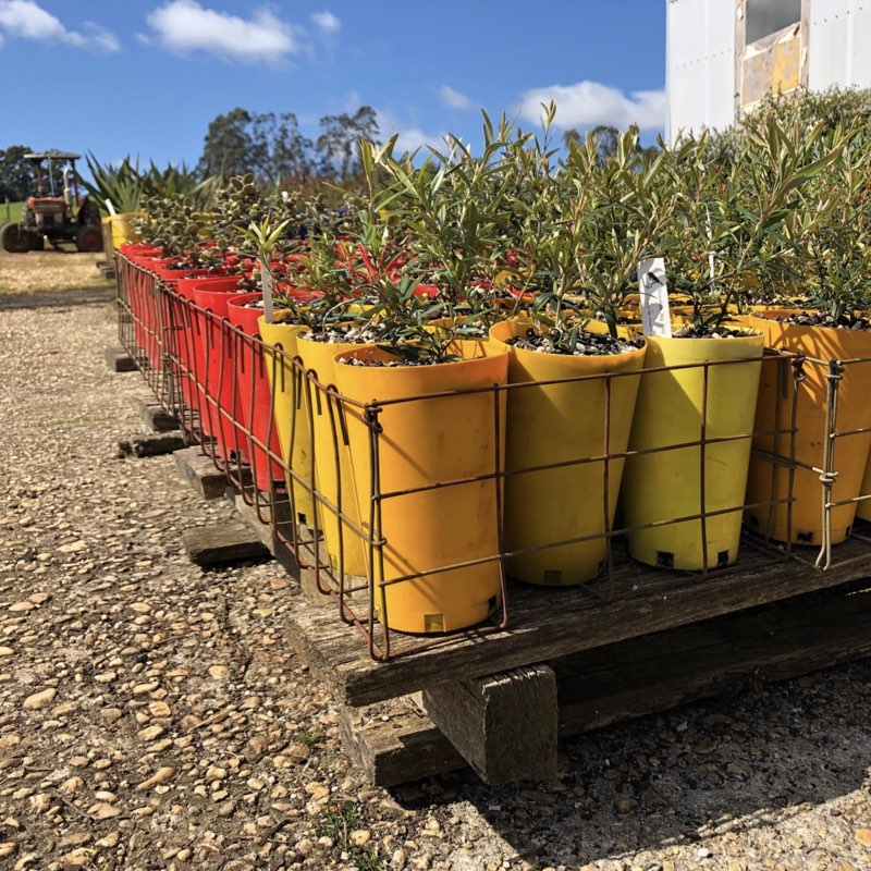 Plants in tubestock pots